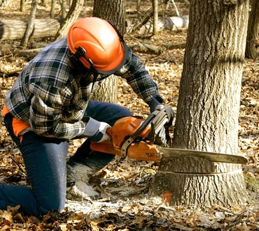 Tree Removal in Lashmeet, WV